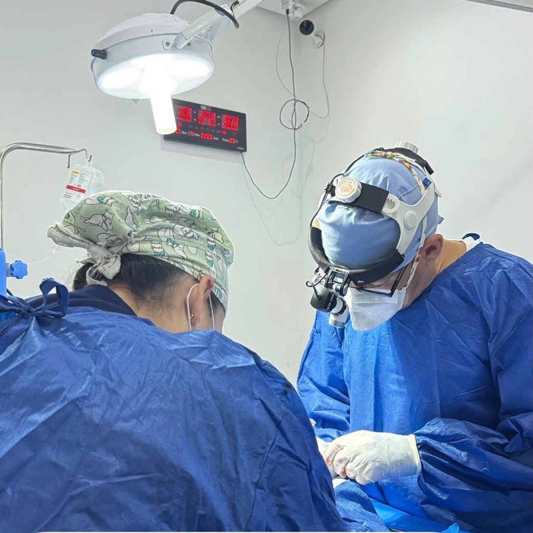 Cirurgia veterinária em Belo Horizonte com retaguarda 24h