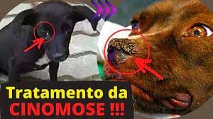 cinomose em cachorro