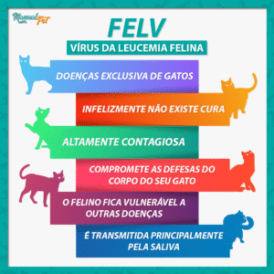 INFOGRAFICO felv gatos