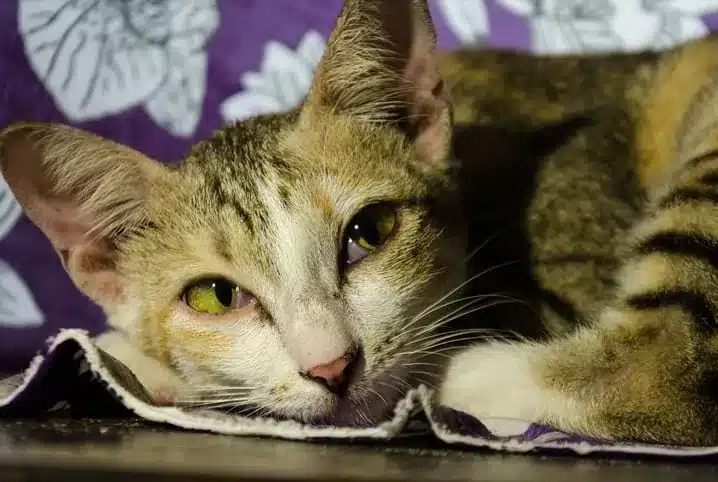 felv felina