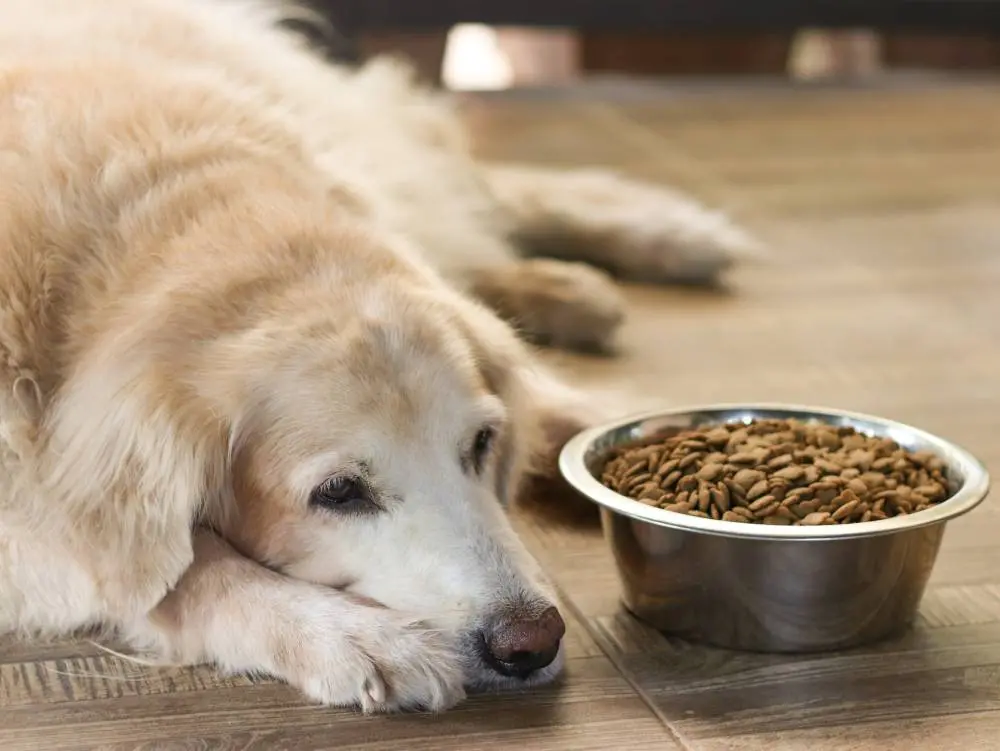 cachorro amuado sem comer
