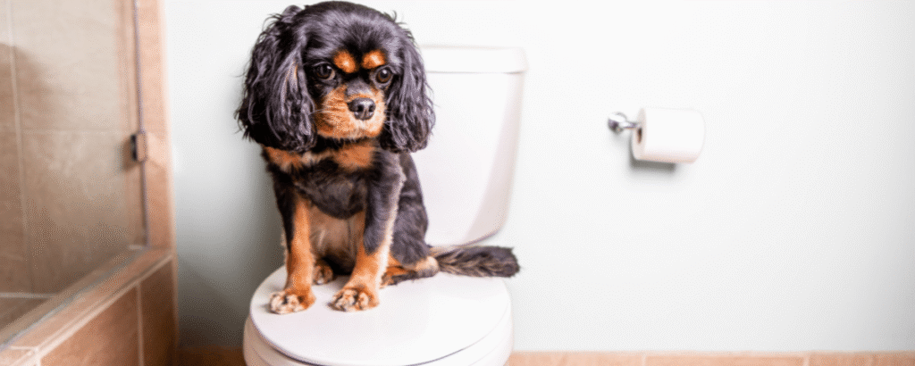 cachorro coco mole