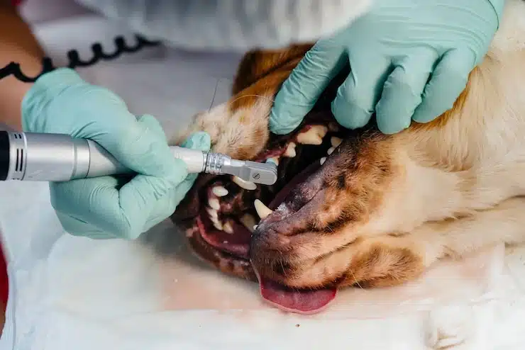 remoção tartaro em cachorro