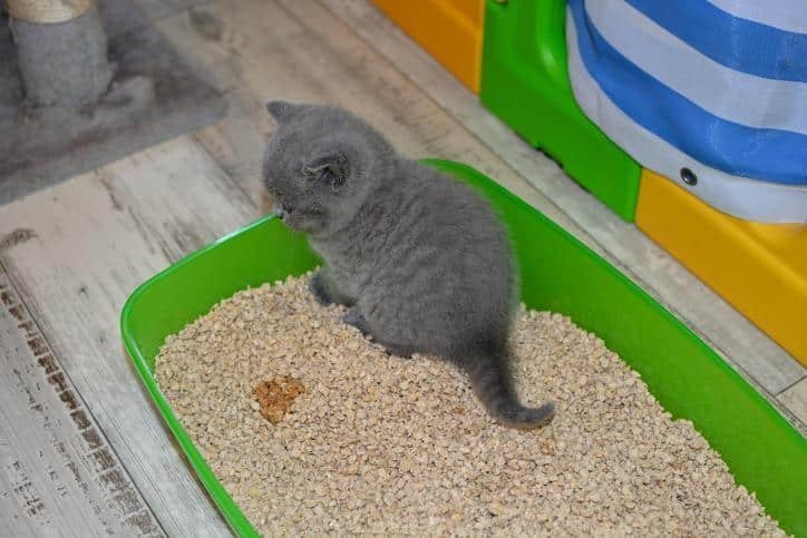 xixi-do-meu-gato-esta-vermelho
