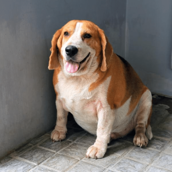 Cachorro com barriga inchada e respiração ofegante