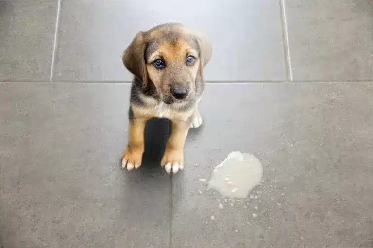 cachorro-bebe-agua-vomita