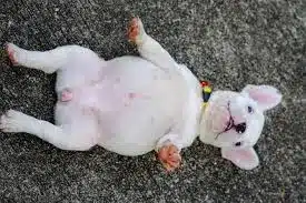 cachorro barriga inchada