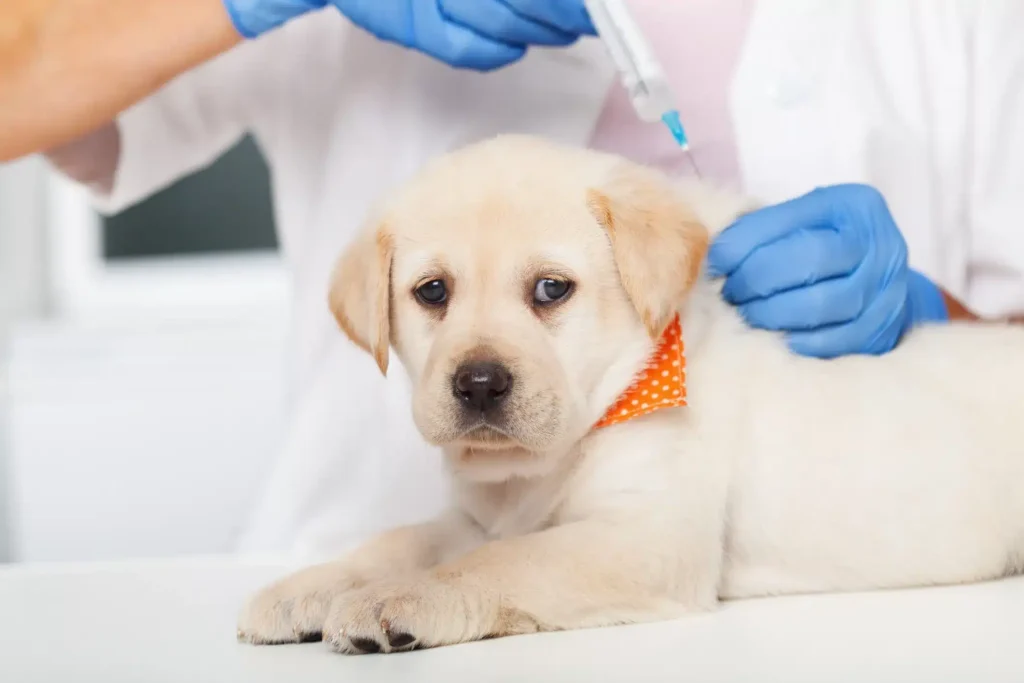 tabela-vacina-cachorro-filhote