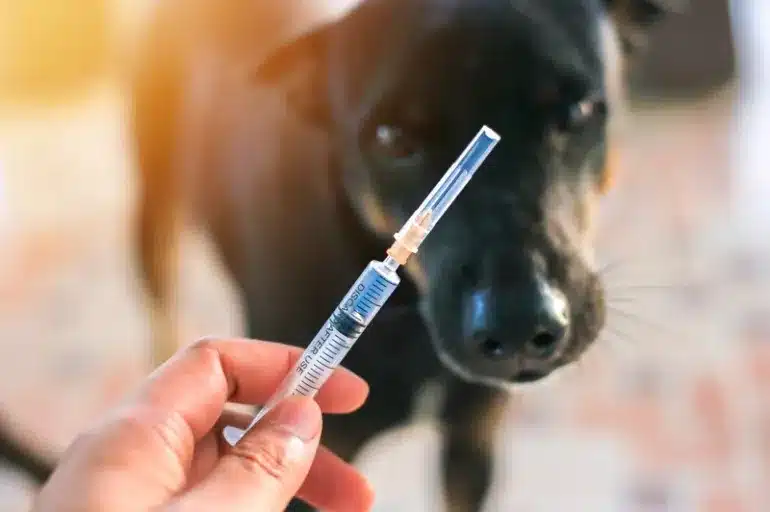 vacinar cachorro