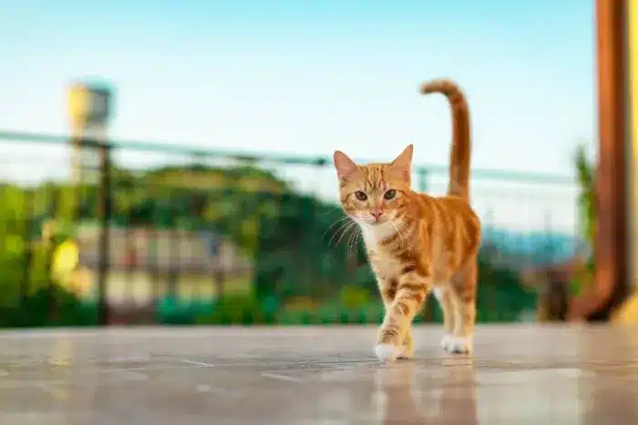Comportamento de Gatos Domésticos