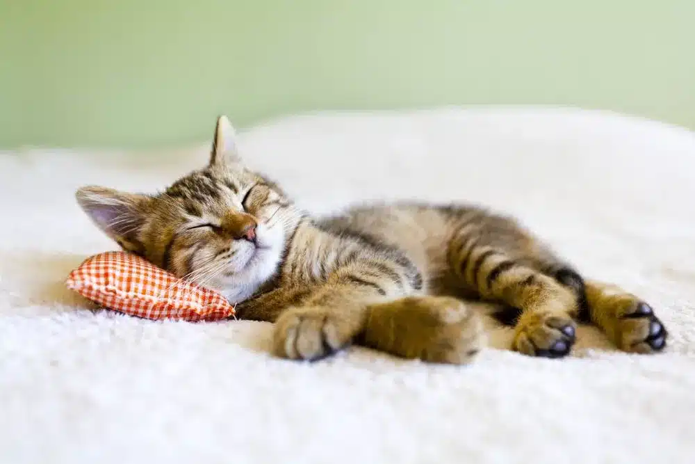 Por que meu gato dorme tanto