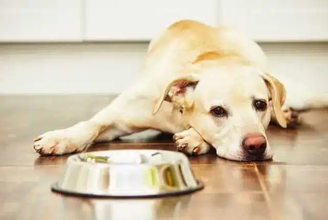 Meu Cachorro Não Quer Comer