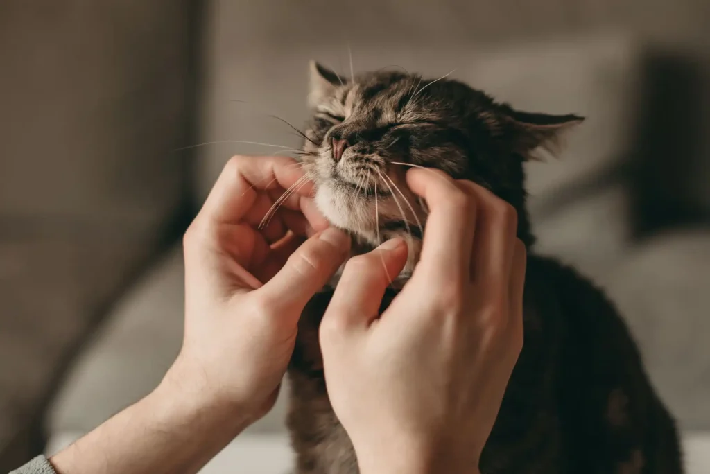 Por que meu gato ronrona?