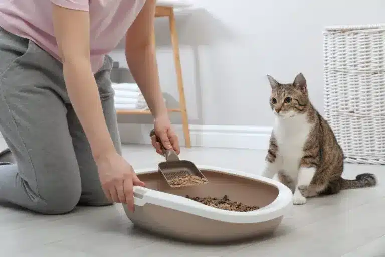 Meu gato está com coco mole