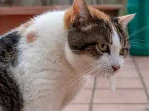 Gato vomitando espuma próximo ao pote de água